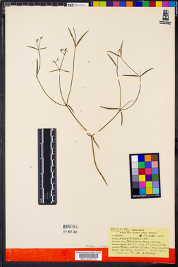 Periploca linearifolia image