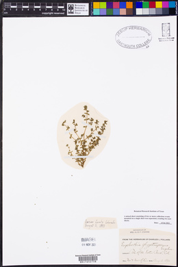 Euphorbia glyptosperma image