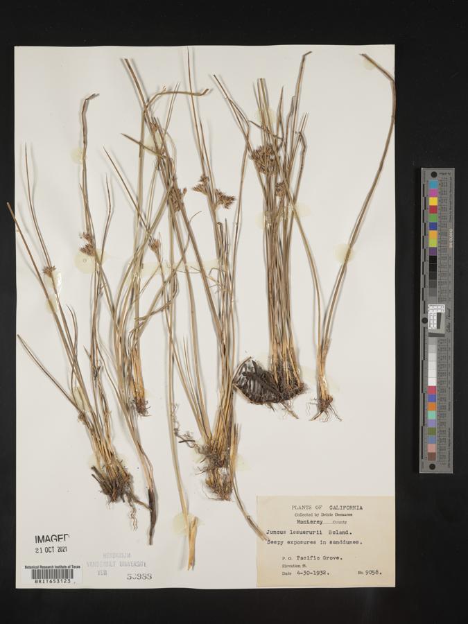 Juncus lesueurii image