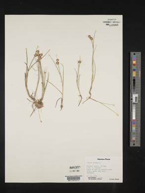 Juncus nodosus image