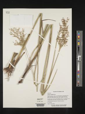 Juncus nodatus image