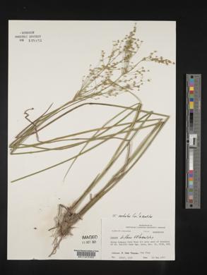 Juncus nodatus image