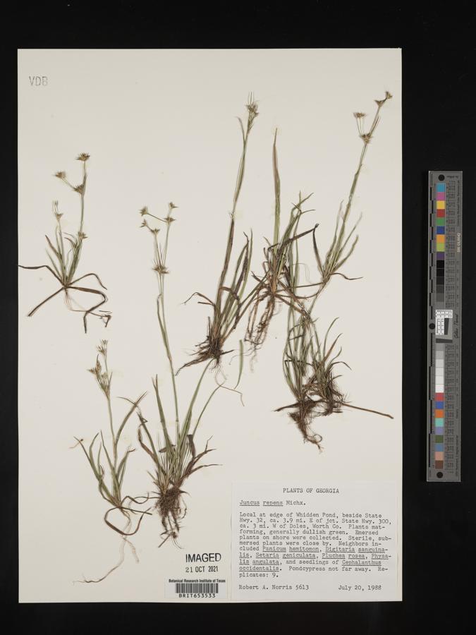 Juncus repens image