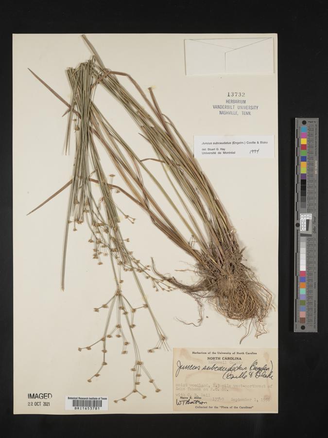 Juncus subcaudatus image