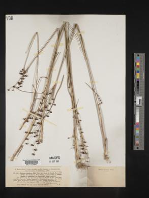 Juncus alpinoarticulatus image