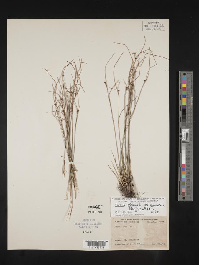 Juncus trifidus image