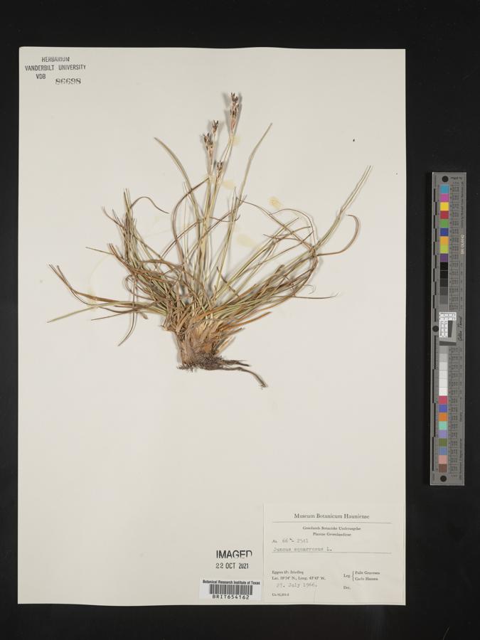 Juncus squarrosus image