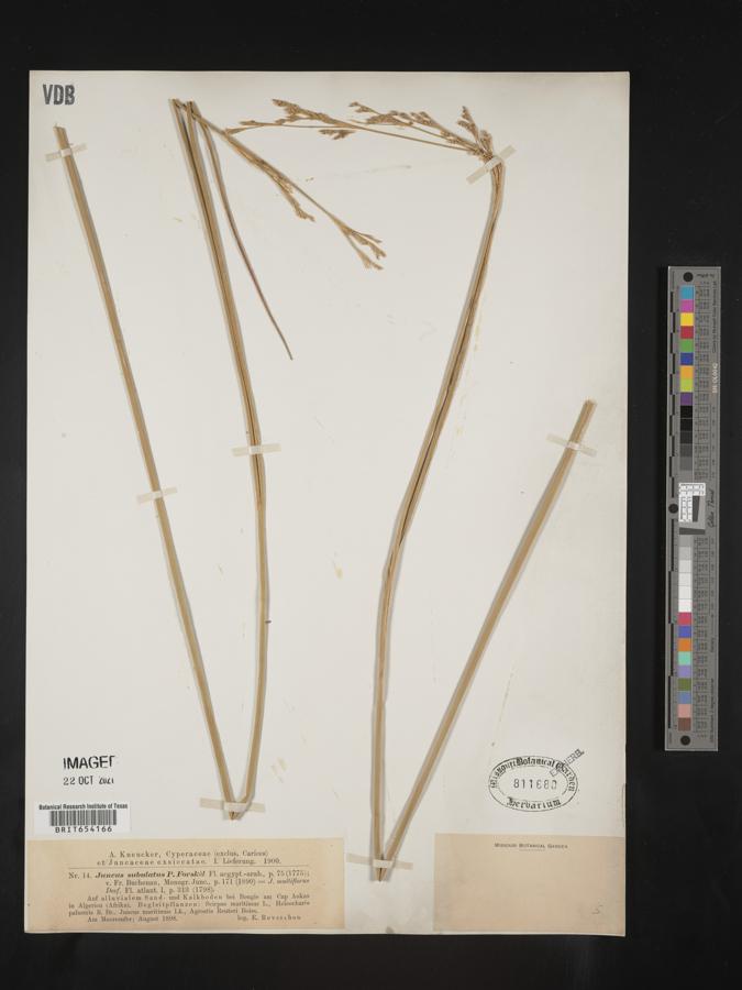 Juncus subulatus image