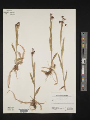 Luzula parviflora image