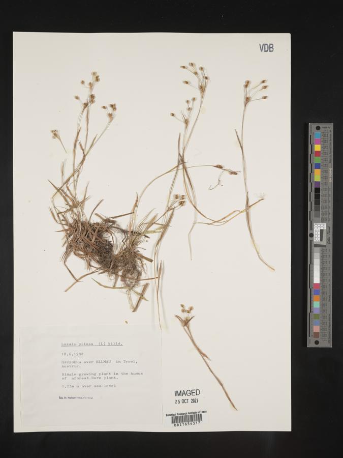 Luzula pilosa image