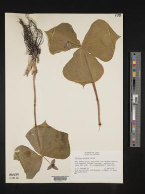 Trillium apetalon image