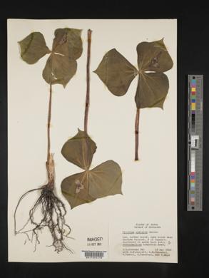 Trillium apetalon image