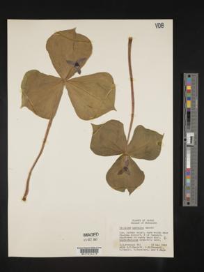 Trillium apetalon image
