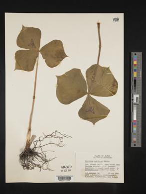 Trillium apetalon image