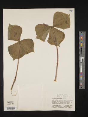 Trillium apetalon image