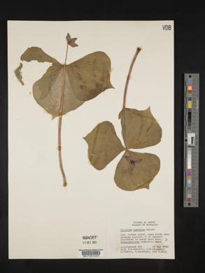 Trillium apetalon image