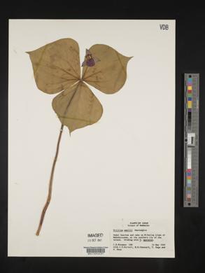 Trillium smallii image