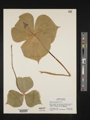 Trillium smallii image