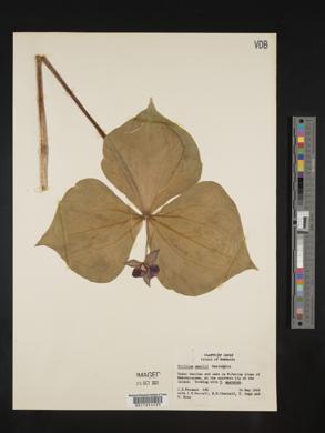 Trillium smallii image