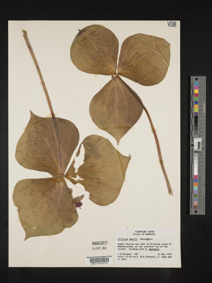 Trillium smallii image