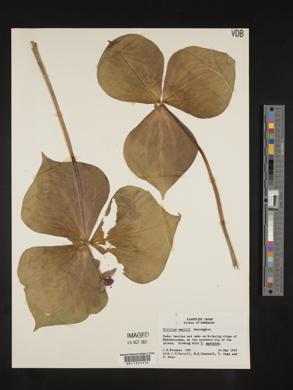 Trillium smallii image
