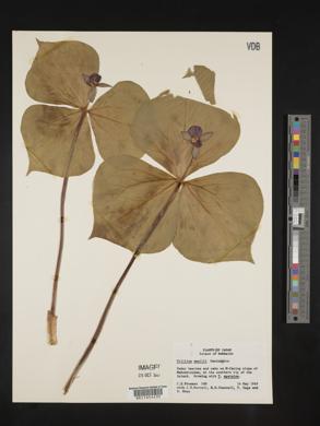 Trillium smallii image