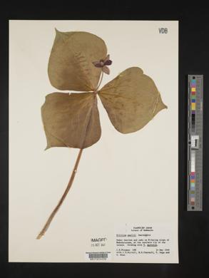 Trillium smallii image