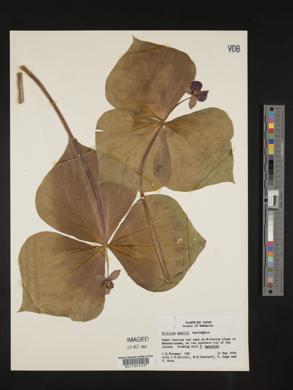 Trillium smallii image