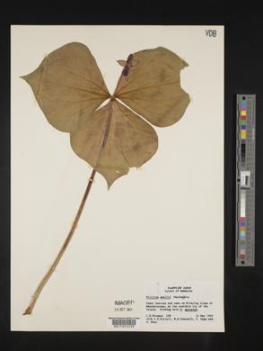 Trillium smallii image