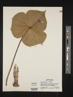 Trillium smallii image