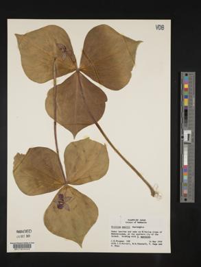 Trillium smallii image