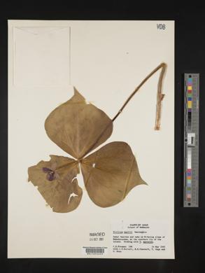 Trillium smallii image