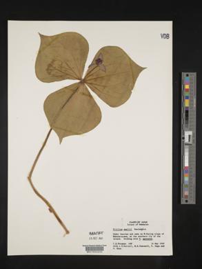 Trillium smallii image
