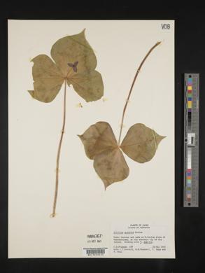 Trillium apetalon image