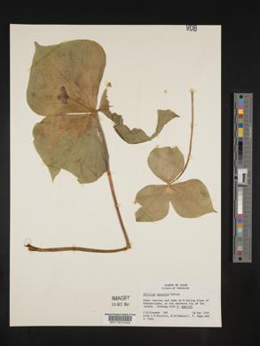 Trillium apetalon image