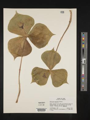 Trillium apetalon image