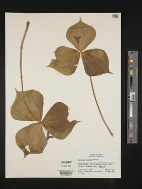Trillium smallii image