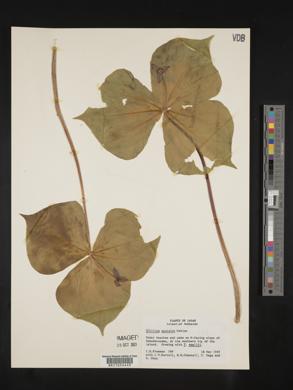 Trillium apetalon image
