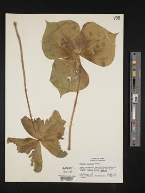 Trillium apetalon image