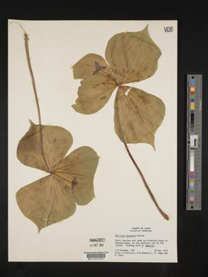 Trillium apetalon image