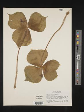 Trillium apetalon image