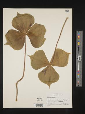 Trillium apetalon image