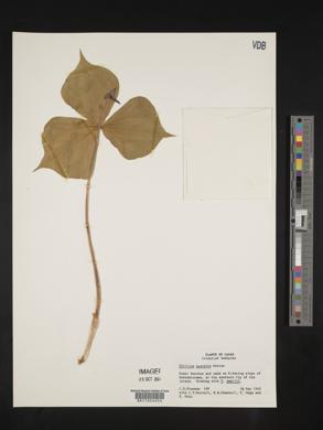Trillium apetalon image