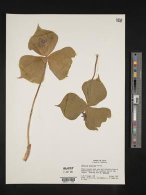 Trillium apetalon image