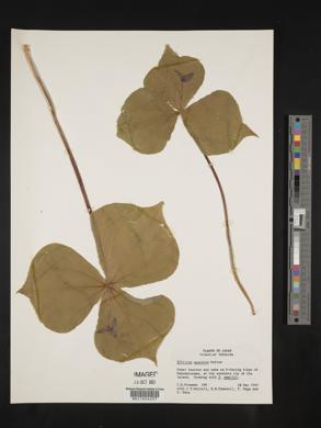 Trillium apetalon image