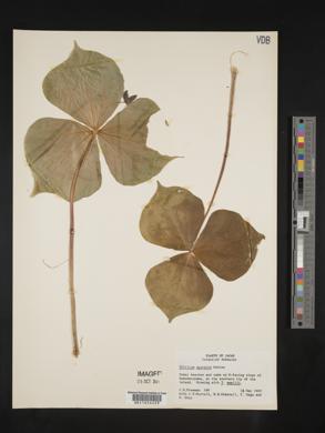 Trillium apetalon image