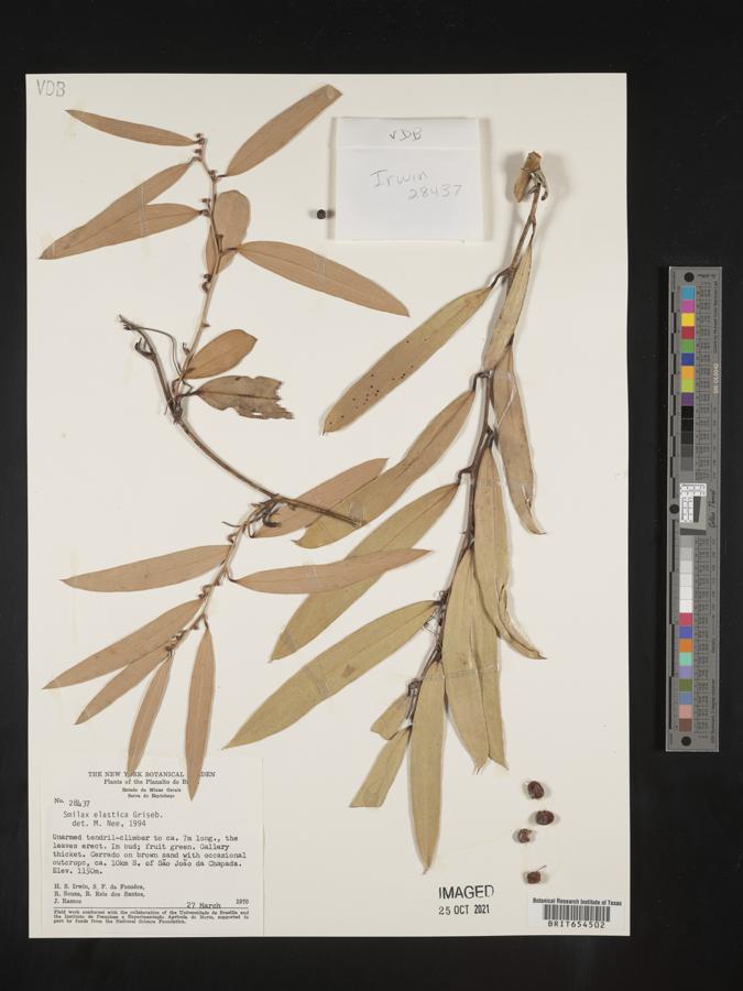 Smilax elastica image