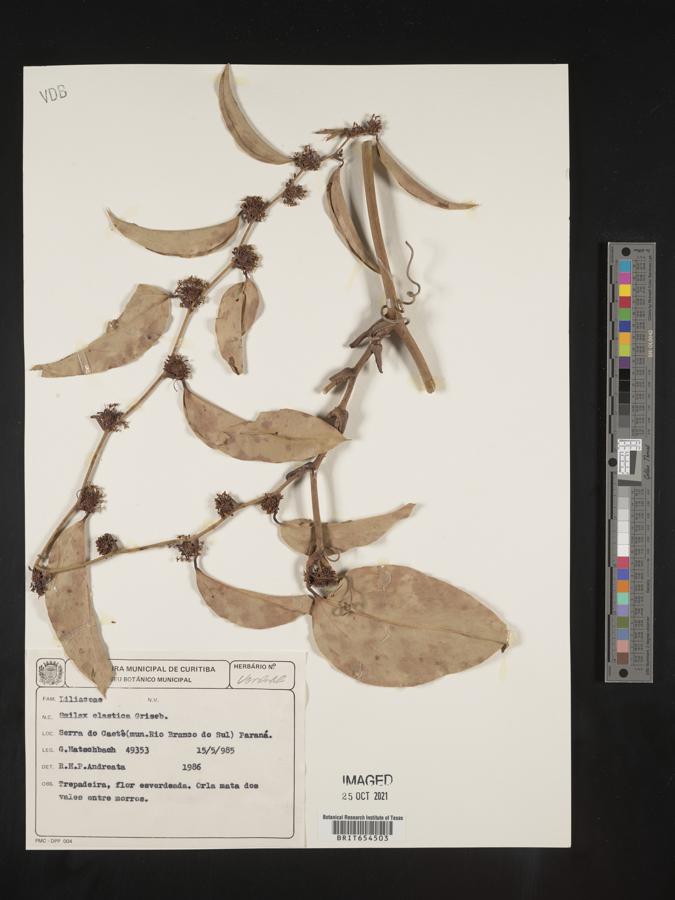 Smilax elastica image
