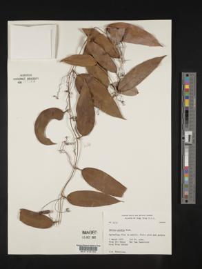 Smilax glabra image