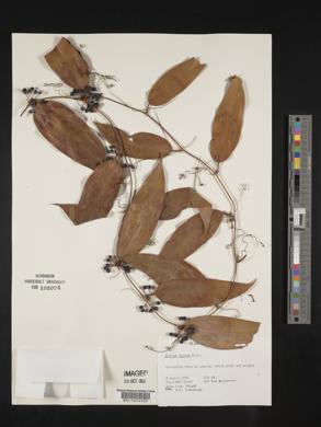 Smilax glabra image